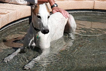 Goose in the pool