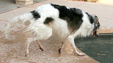 Sergei