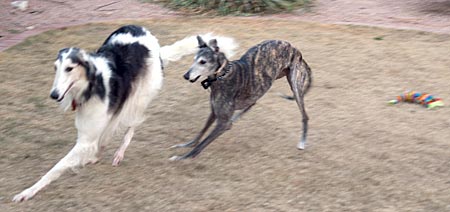 Sergei and BJ