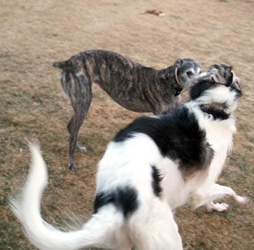 Sergei and BJ