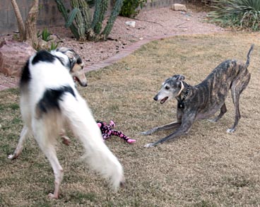 Sergei and BJ