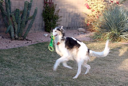 Sergei and his favorite toy