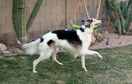 Sergei and his favorite toy