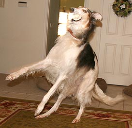 Sergei's Dance of Joy to the rawhide gods