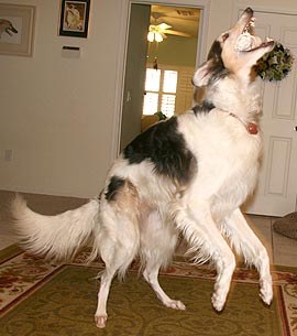 Sergei's Dance of Joy to the rawhide gods