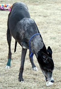 Raven and rawhide
