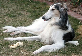 Two bones for Sergei