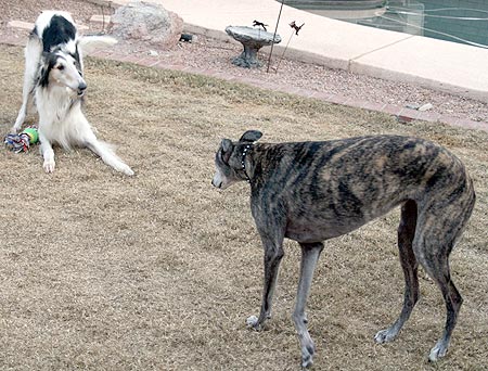 BJ stalking Sergei and rawhide
