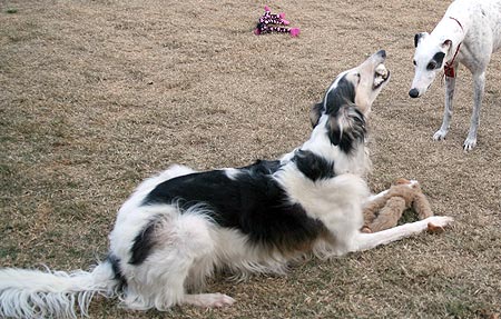 Jack eying Sergei and rawhide