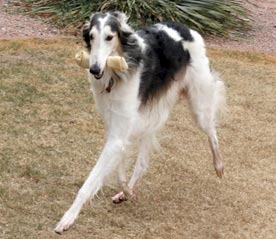Sergei as a show dog