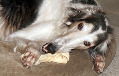 Gnaw on bone end