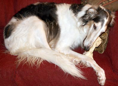 Chewing on the bone on the couch