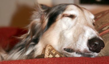 Taking a nap