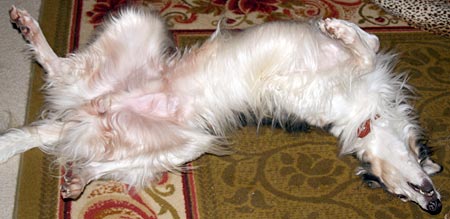 Sergei snoozing