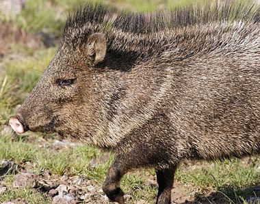 Javelina