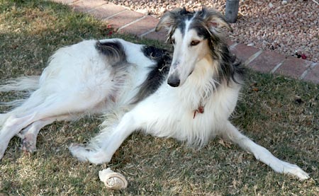 Sergei and rawhide bone