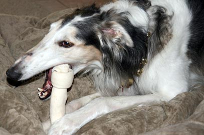 Sergei and rawhide bone