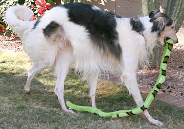 Sergei and snake