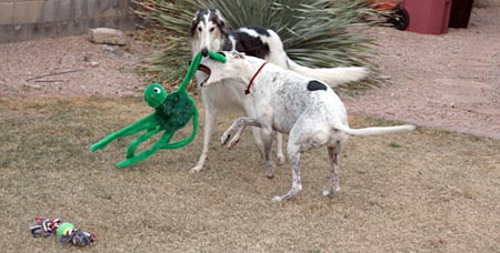 Sergei, Jack, and spider