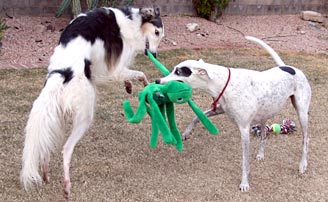 Sergei, Jack, and spider