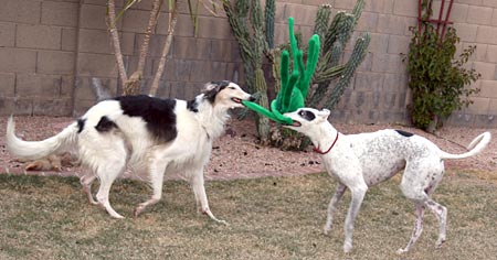 Sergei, Jack, and the spidercactus