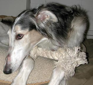 Sergei and rope bone