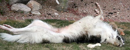 Sergei napping