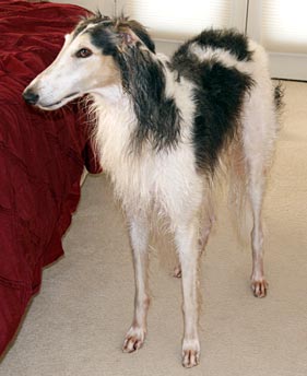 Wet Sergei
