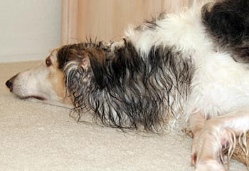 Wet Sergei