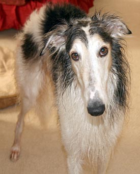 Wet Sergei