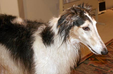 Wet Sergei