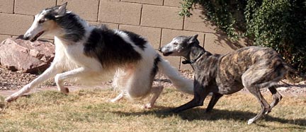 Sergei and BJ