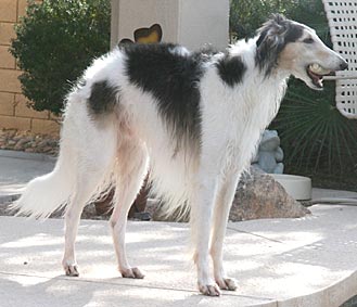 Sergei