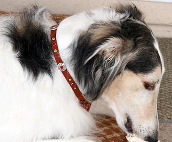 Sergei with tag collar