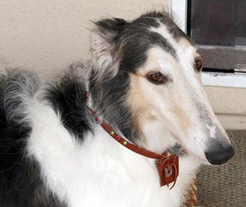 Sergei with tag collar