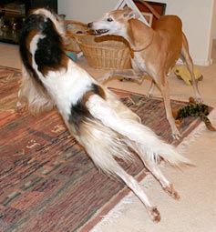 Sergei and Cooper