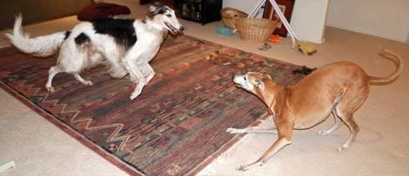Sergei and Cooper