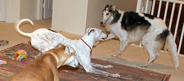 Cooper, Jack, and Sergei
