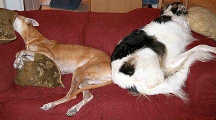 Cooper and Sergei