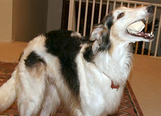 Sergei with rawhide