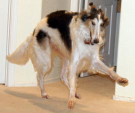 Sergei with rawhide