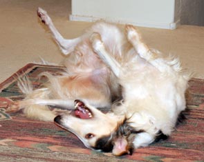Sergei rolling around