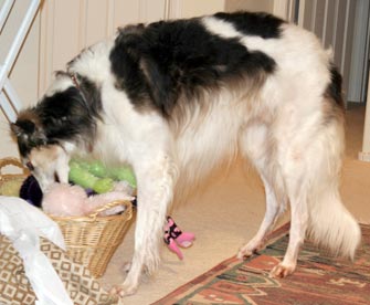 Searching through one of the toy baskets