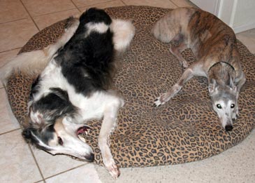 Sergei and Peaches