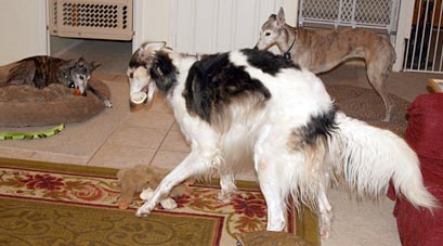 Sergei and bone