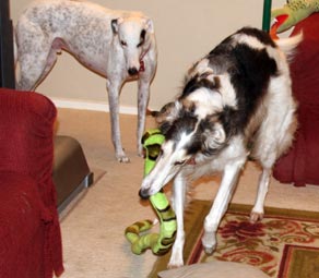 Sergei and snake