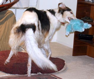 Sergei and doomed toy