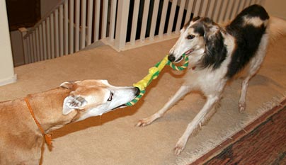 Sergei and Cooper