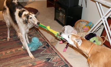 Sergei and Cooper