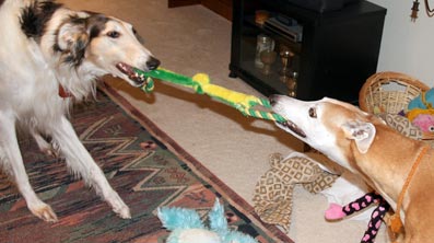Sergei and Cooper